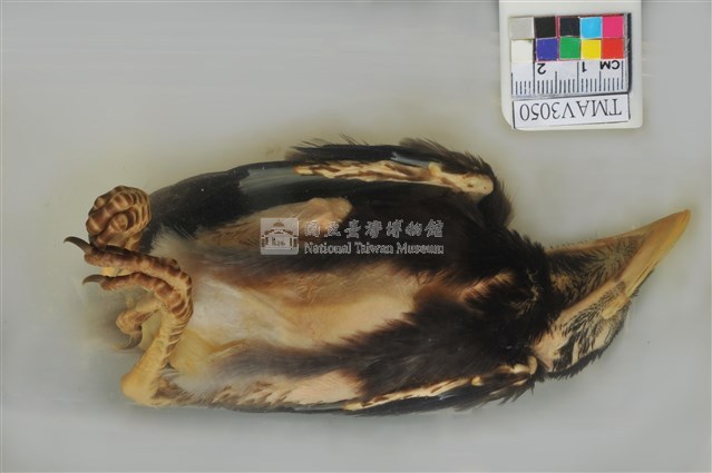 臺灣藍鵲藏品圖，第4張
