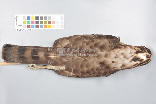 鳳頭蒼鷹藏品圖，第13張