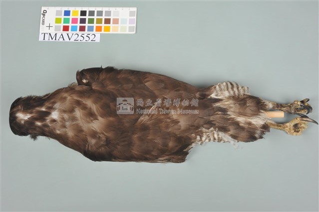 鳳頭蒼鷹藏品圖，第11張