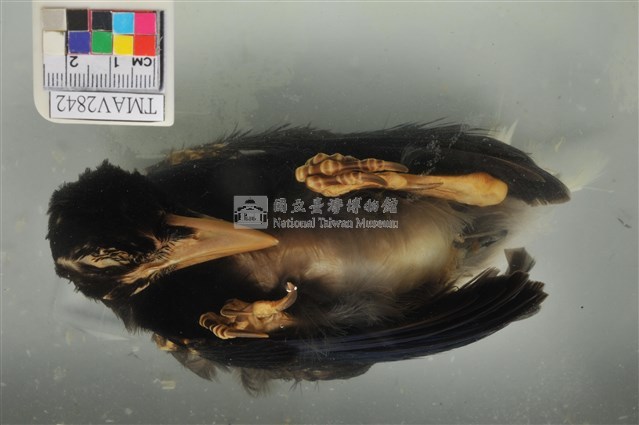 臺灣藍鵲藏品圖，第1張