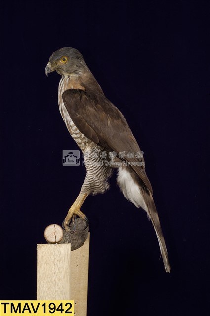 鳳頭蒼鷹藏品圖，第7張