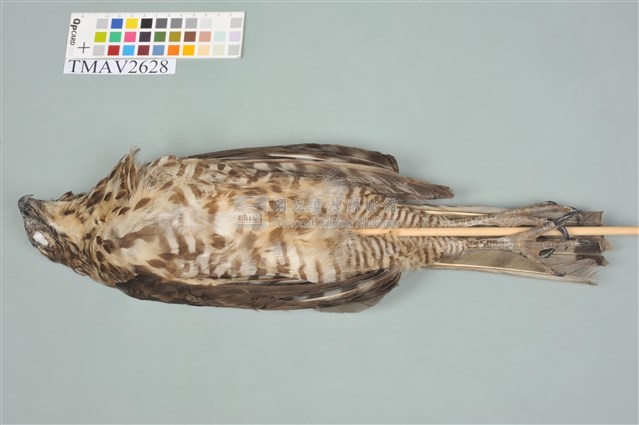 鳳頭蒼鷹藏品圖，第11張