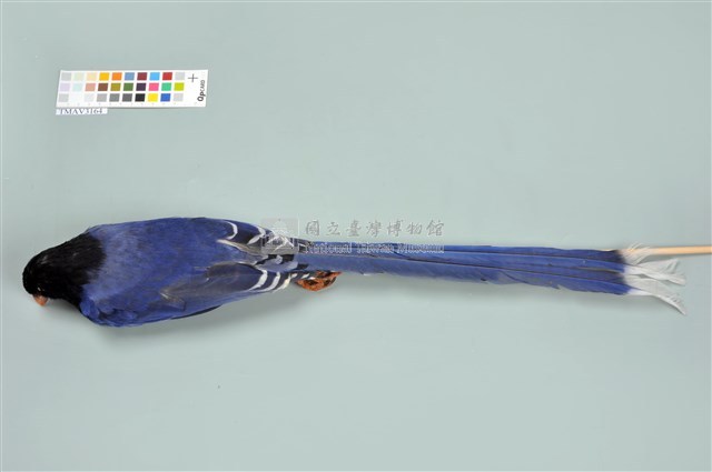 臺灣藍鵲藏品圖，第12張