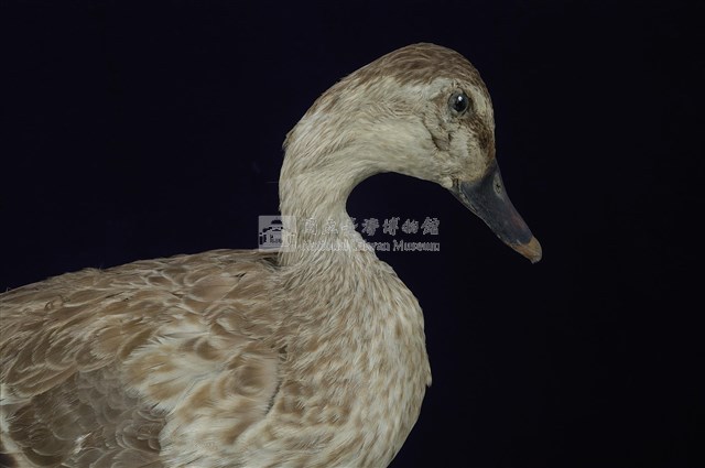 Spot-billed Duck Collection Image, Figure 13, Total 13 Figures