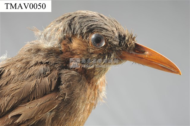 Brown-eared Bulbul Collection Image, Figure 9, Total 13 Figures