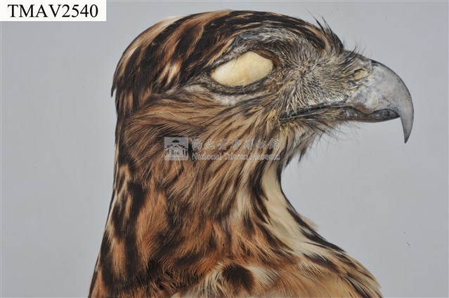 鳳頭蒼鷹藏品圖，第14張