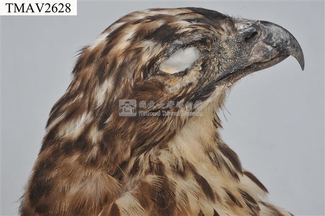 鳳頭蒼鷹藏品圖，第14張