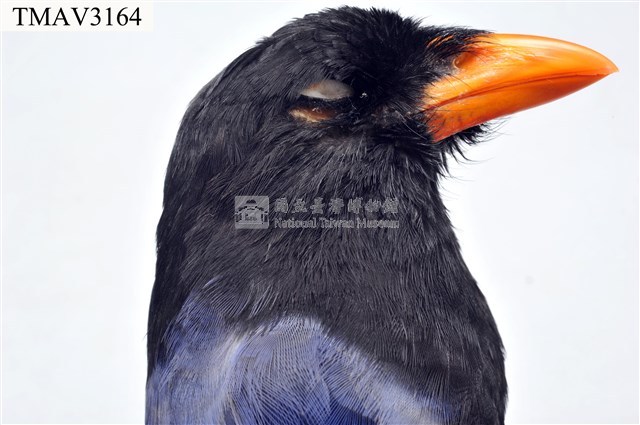 臺灣藍鵲藏品圖，第15張