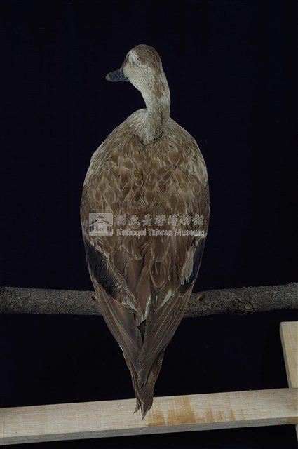 Spot-billed Duck Collection Image, Figure 11, Total 13 Figures