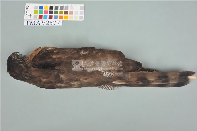 鳳頭蒼鷹藏品圖，第12張