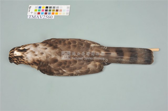 鳳頭蒼鷹藏品圖，第15張