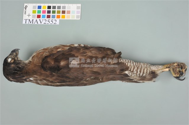 鳳頭蒼鷹藏品圖，第12張