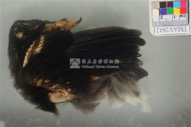 臺灣藍鵲藏品圖，第5張