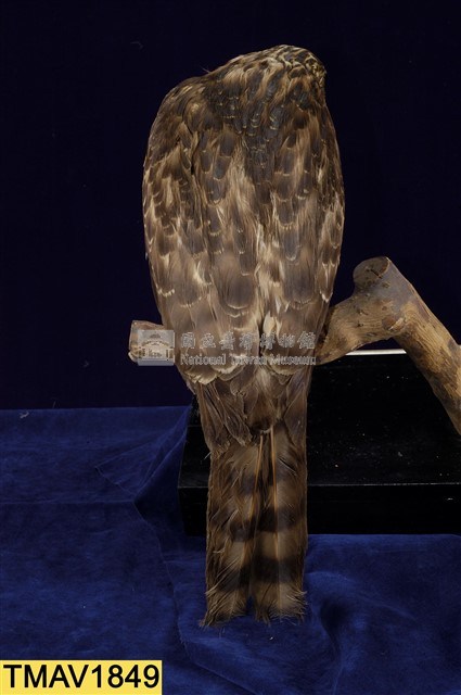 鳳頭蒼鷹藏品圖，第10張