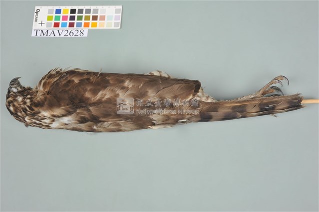 鳳頭蒼鷹藏品圖，第12張