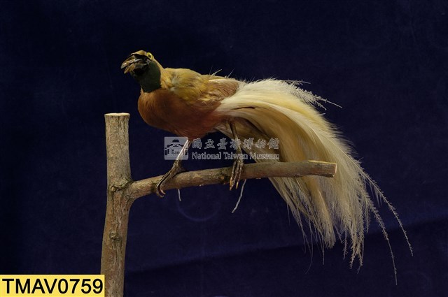 Lesser bird-of-paradise Collection Image, Figure 1, Total 9 Figures