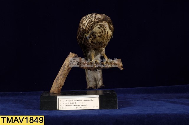 鳳頭蒼鷹藏品圖，第7張