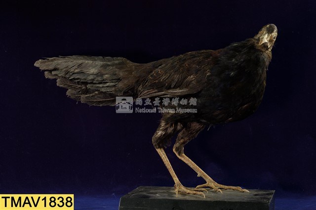 藍腹鷴藏品圖，第6張