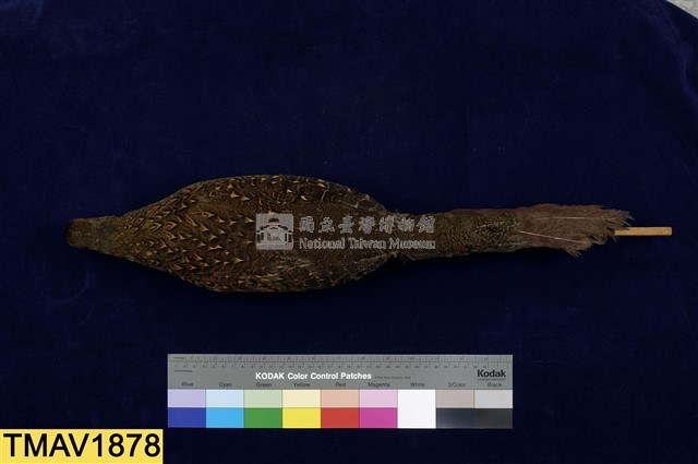 藍腹鷴藏品圖，第6張