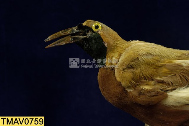 Lesser bird-of-paradise Collection Image, Figure 9, Total 9 Figures