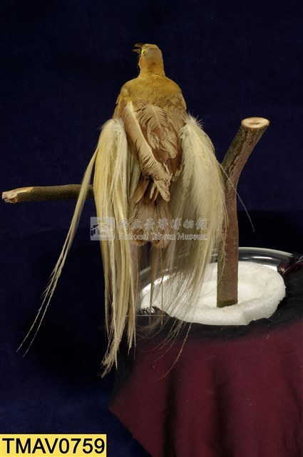Lesser bird-of-paradise Collection Image, Figure 8, Total 9 Figures