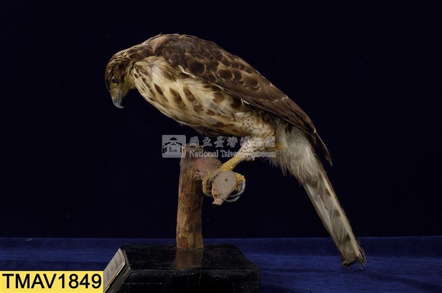 鳳頭蒼鷹藏品圖，第9張