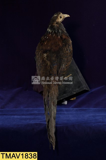 藍腹鷴藏品圖，第8張