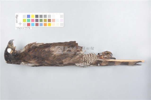 鳳頭蒼鷹藏品圖，第12張