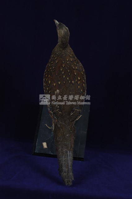 藍腹鷴藏品圖，第13張