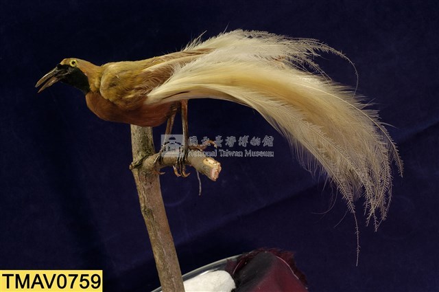 Lesser bird-of-paradise Collection Image, Figure 7, Total 9 Figures