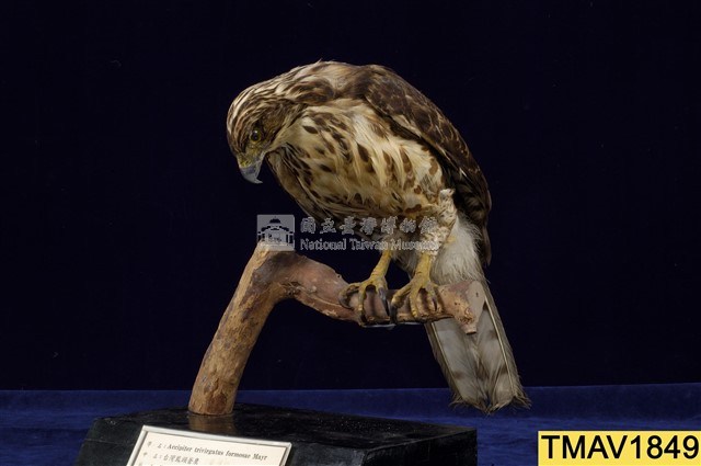 鳳頭蒼鷹藏品圖，第8張