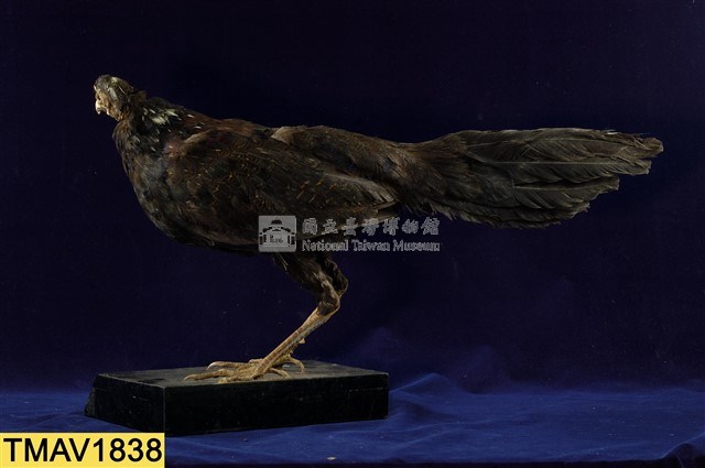 藍腹鷴藏品圖，第7張