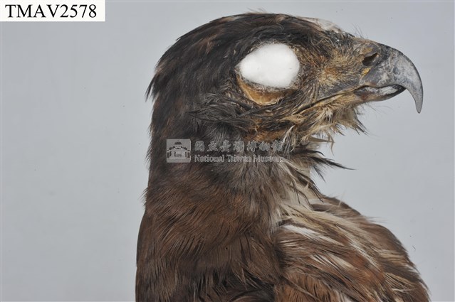 鳳頭蒼鷹藏品圖，第14張