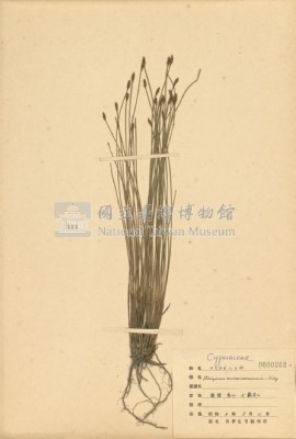 Scirpus morrisonensis Collection Image, Figure 2, Total 2 Figures