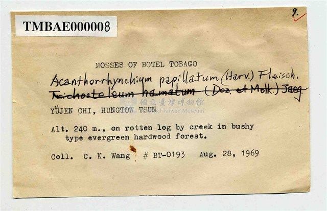 Acanthorrhynchium papillatum Collection Image, Figure 3, Total 10 Figures