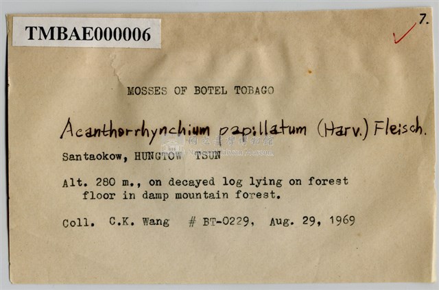 Acanthorrhynchium papillatum (Harv.) Fleisch. Collection Image, Figure 3, Total 8 Figures
