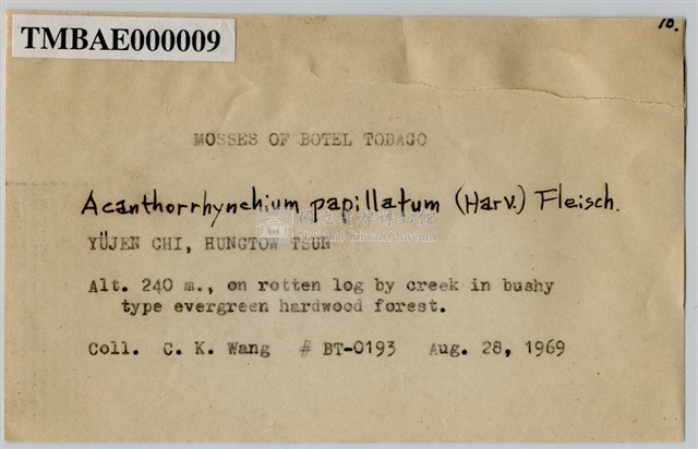 Acanthorrhynchium papillatum (Harv.) Fleisch. Collection Image, Figure 3, Total 8 Figures