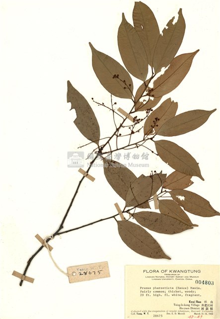 Prunus phaeosticta Collection Image, Figure 1, Total 2 Figures