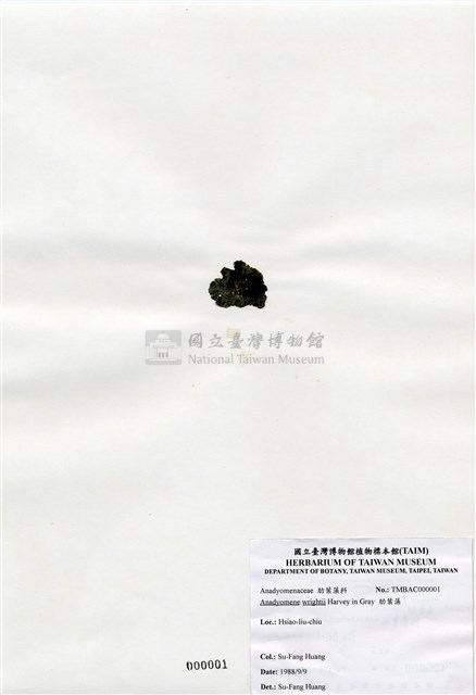 肋葉藻藏品圖，第1張