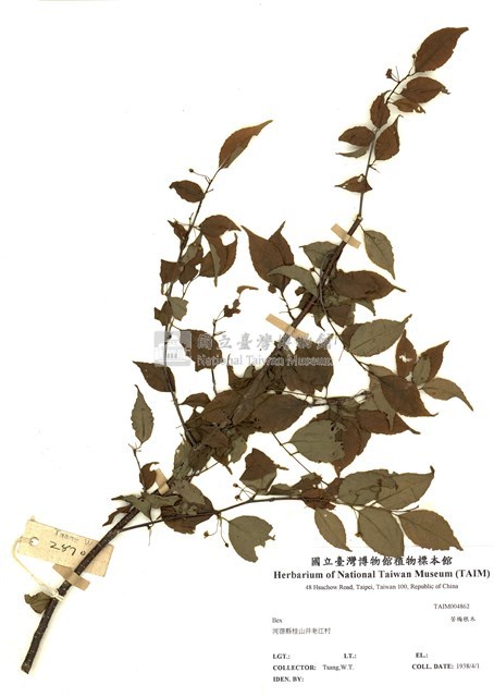 苦梅根木藏品圖，第1張