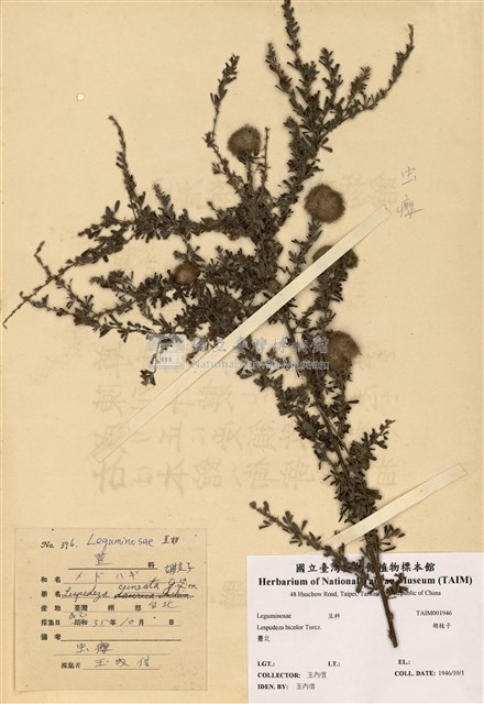 Lespedeza cuneata Collection Image, Figure 1, Total 3 Figures