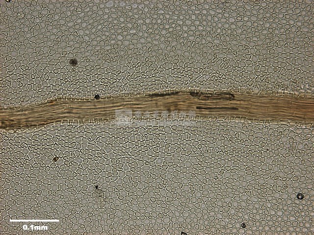 Mnium immarginatum Lindb. Collection Image, Figure 9, Total 12 Figures