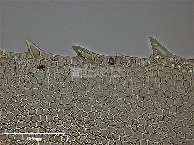 Mnium immarginatum Lindb. Collection Image, Figure 12, Total 12 Figures