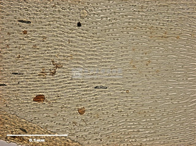 Acanthorrhynchium papillatum Collection Image, Figure 10, Total 10 Figures