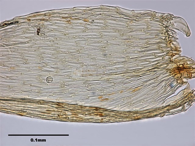 Acanthorrhynchium papillatum (Harv.) Fleisch. Collection Image, Figure 9, Total 10 Figures