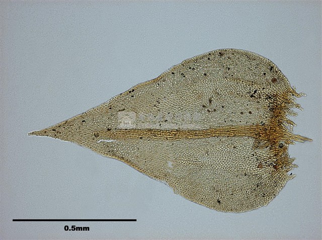 Abietinella abietina Collection Image, Figure 6, Total 10 Figures