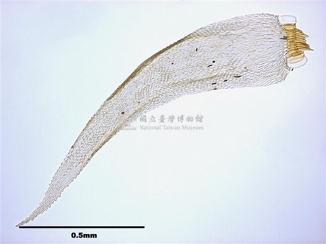 單疣苔藏品圖，第5張