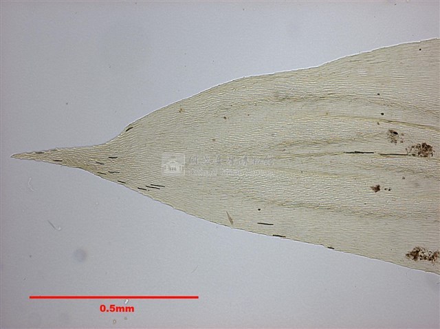 灰氣苔藏品圖，第5張