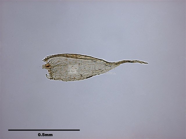 Acanthorrhynchium papillatum (Harv.) Fleisch. Collection Image, Figure 5, Total 10 Figures