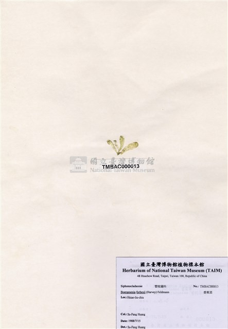 香蕉菜藏品圖，第1張